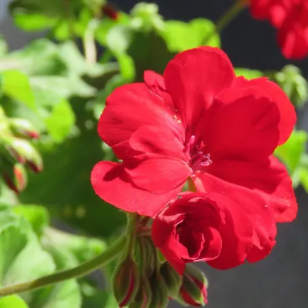 Landgasthof Ritter Villingen-Schwenningen