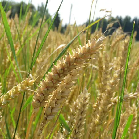 Landgasthof Ritter Ξενοδοχείο 3*