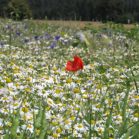 Landgasthof Ritter 3*