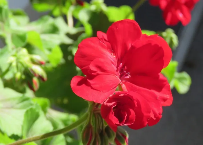 Landgasthof Ritter Villingen-Schwenningen