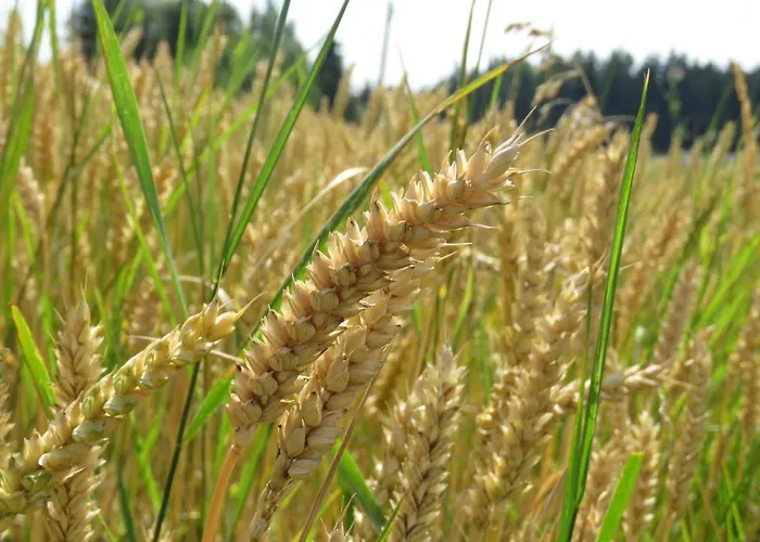 Landgasthof Ritter Hotel 3*