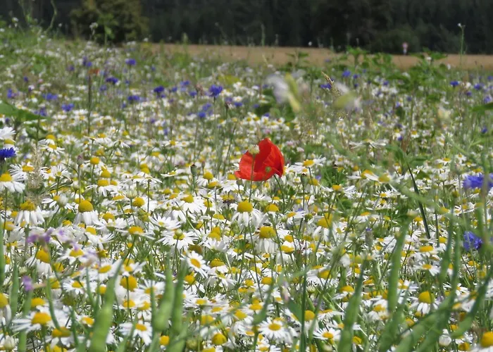 Landgasthof Ritter 3*